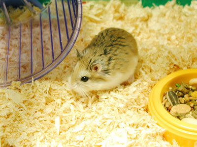 Hamster