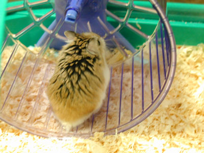 Hamster