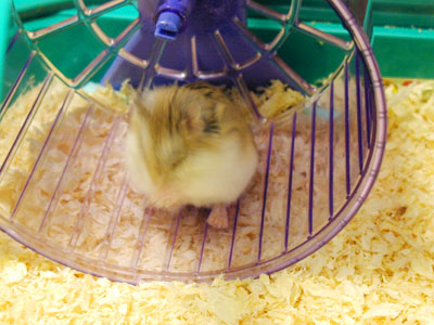 Hamster