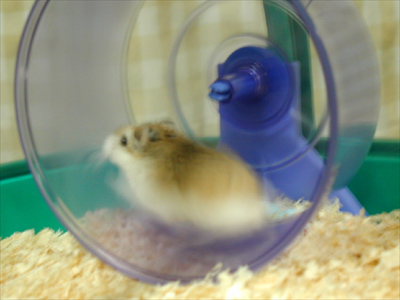 Hamster