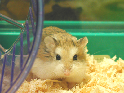 Hamster