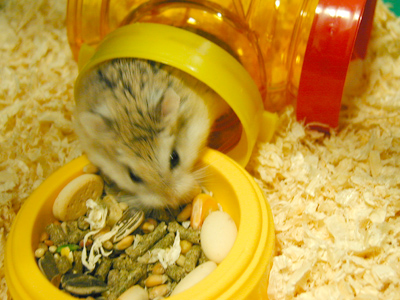 Hamster