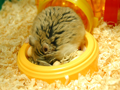 Hamster