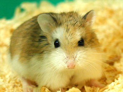 Hamster