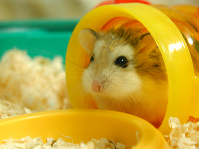 Hamster