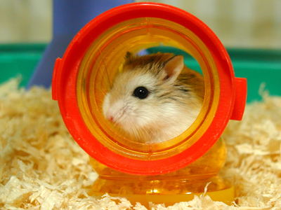 Hamster