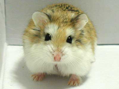 Hamster