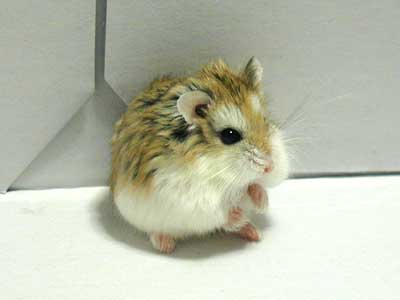 Hamster