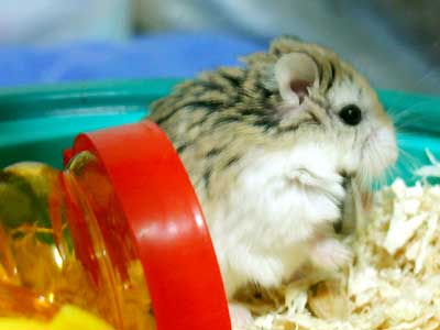 Hamster