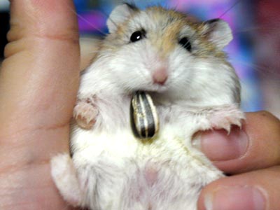 Hamster