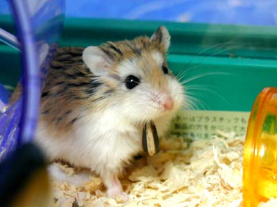 Hamster