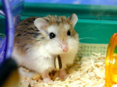 Hamster