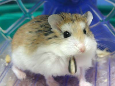 Hamster